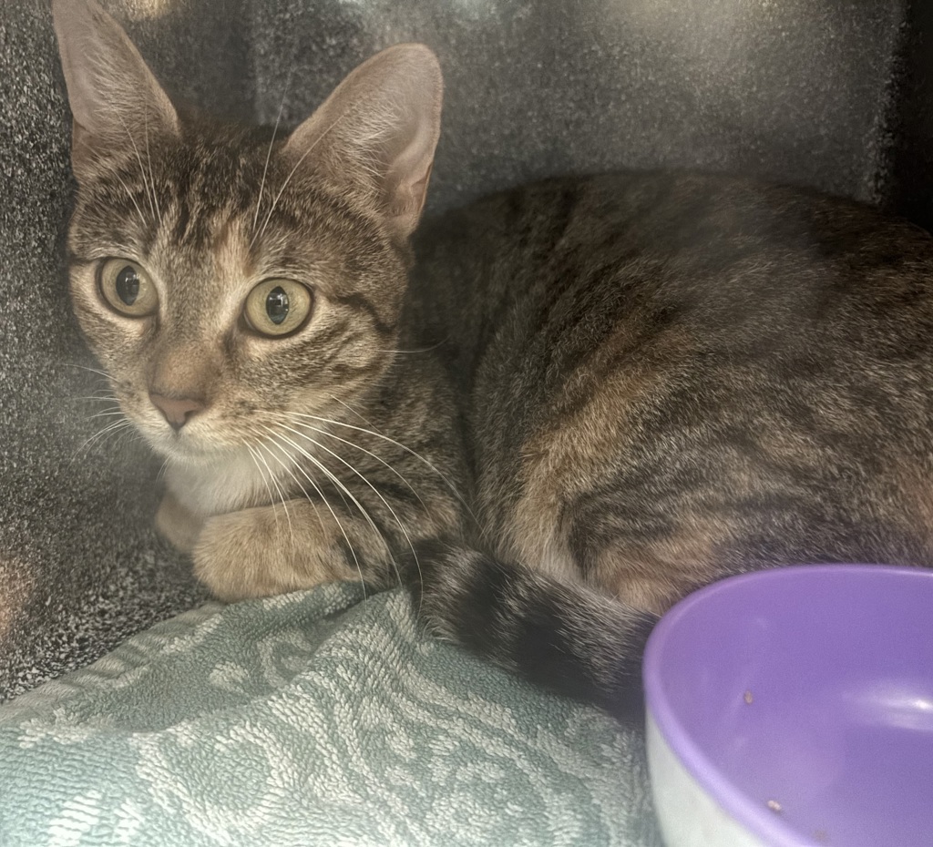Shelter Stray Female Cat last seen Near Grand Concourse Street, BRONX, NY, 10468, 326 E 110th St, New York, NY 10029, USA