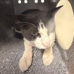 Shelter Stray Unknown Cat last seen W. 30th Avenue and Youngfield Street, Wheat Ridge, CO, 80215, 580 McIntyre St, Golden, CO 80401, USA