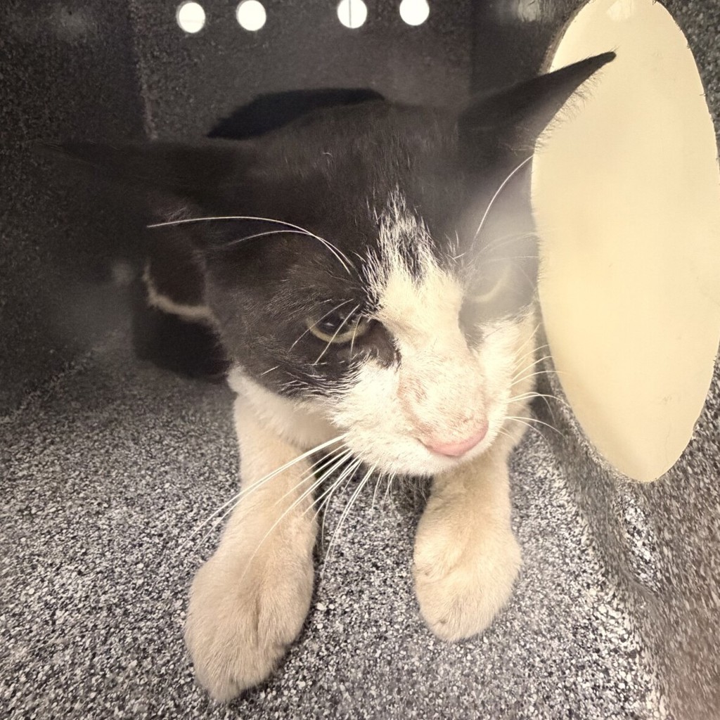 Shelter Stray Unknown Cat last seen W. 30th Avenue and Youngfield Street, Wheat Ridge, CO, 80215, 580 McIntyre St, Golden, CO 80401, USA