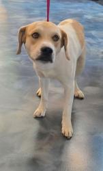 Shelter Stray Male Dog last seen baldwin and clarkston, LAKE ORION, MI, 48360, 1200 N Telegraph Building 42E, Pontiac, MI 48340, USA