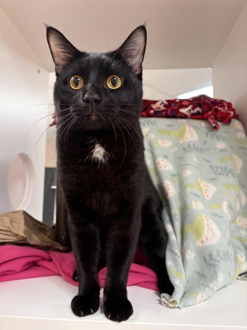 Shelter Stray Male Cat last seen Near 7th Avenue N, GREAT FALLS, MT, 59401, 1010 25th Ave NE, Great Falls, MT 59404, USA