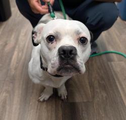 Shelter Stray Female Dog last seen Near High Street, La Mesa, CA, 91941, 5500 Gaines St, San Diego, CA 92110, USA