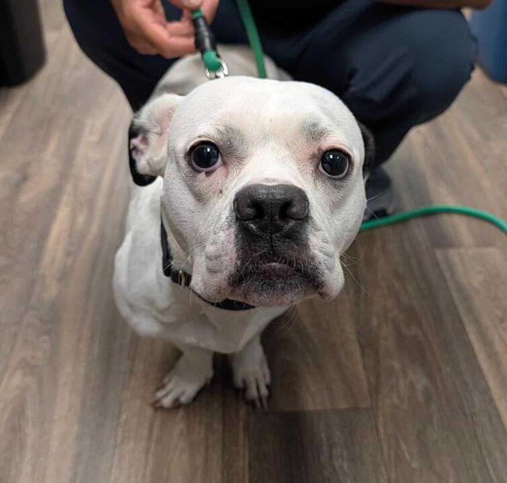 Shelter Stray Female Dog last seen Near High Street, La Mesa, CA, 91941, 5500 Gaines St, San Diego, CA 92110, USA
