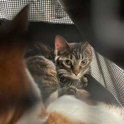 Shelter Stray Female Cat last seen Near E Seneca Avenue, DES MOINES, IA, 50317, Des Moines, IA 50313