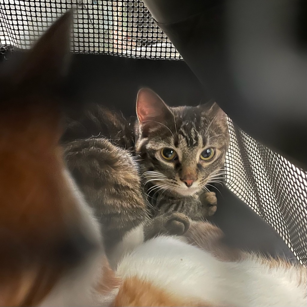 Shelter Stray Female Cat last seen Near E Seneca Avenue, DES MOINES, IA, 50317, Des Moines, IA 50313