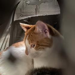 Shelter Stray Male Cat last seen Near E Seneca Avenue, DES MOINES, IA, 50317, Des Moines, IA 50313