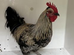 Shelter Stray Male Bird last seen E Larch MT and Haines Rd, CORBETT, OR, 97019, 1700 W Historic Columbia River Hwy, Troutdale, OR 97060, USA