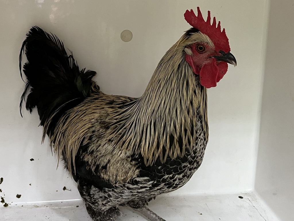 Shelter Stray Male Bird last seen E Larch MT and Haines Rd, CORBETT, OR, 97019, 1700 W Historic Columbia River Hwy, Troutdale, OR 97060, USA