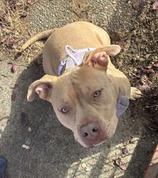 Shelter Stray Female Dog last seen Ellis/81, OR, 1700 W Historic Columbia River Hwy, Troutdale, OR 97060, USA
