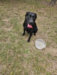 Reunited Female Dog last seen Near feather stone drive, Charlotte, NC 28213