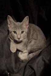 Lost Male Cat last seen Walmart On Vance Jackson, San Antonio, TX 78213