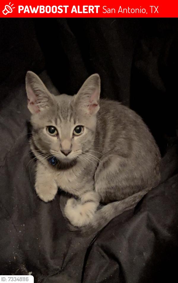 Lost Male Cat last seen Walmart On Vance Jackson, San Antonio, TX 78213