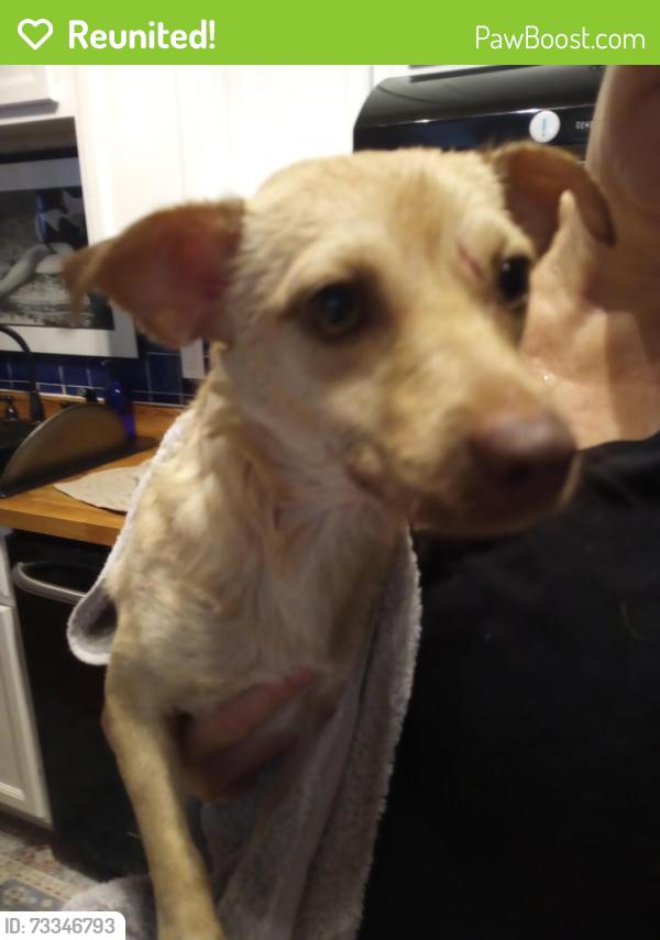 Reunited Female Dog last seen Near McCormick Park on Glenn/Ft Lowell, Tucson, AZ 85712