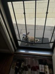 Reunited Male Dog last seen San Marcos and Carey, Las Vegas, NV 89115