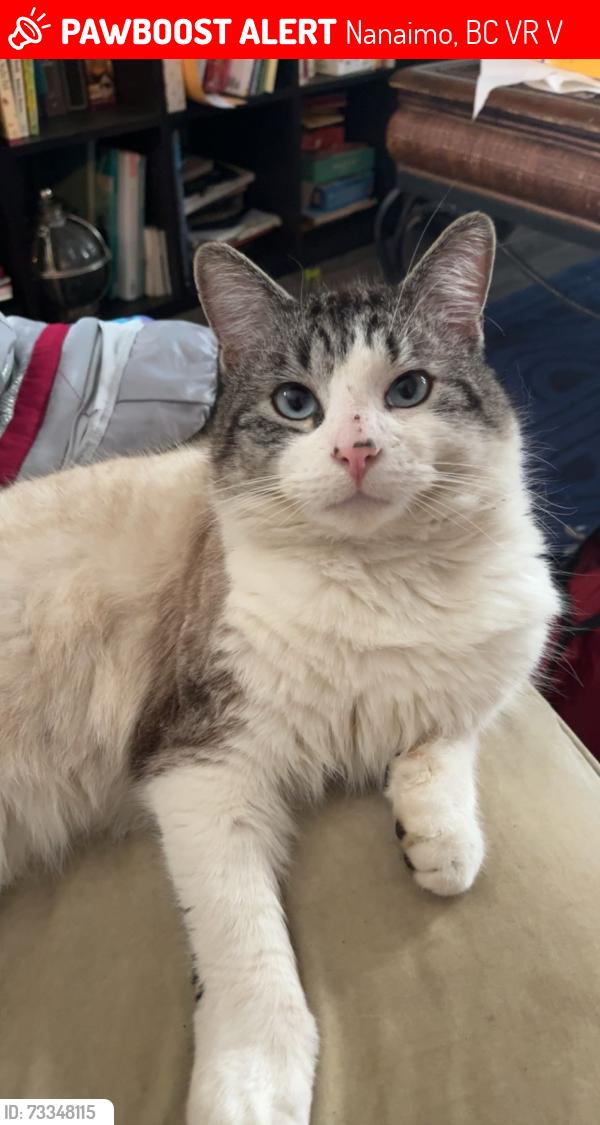 Lost Male Cat last seen westwood, splitzville, Nanaimo, BC V9R 6V1