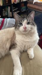Lost Male Cat last seen westwood, splitzville, Nanaimo, BC V9R 6V1