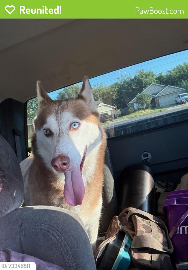 Reunited Male Dog last seen 131st st/sheridan. Bixby, Bixby, OK 74008