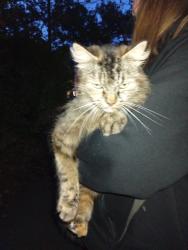 Reunited Female Cat last seen By the Grove avenue street sign next to wake green rd, Moseley, England 