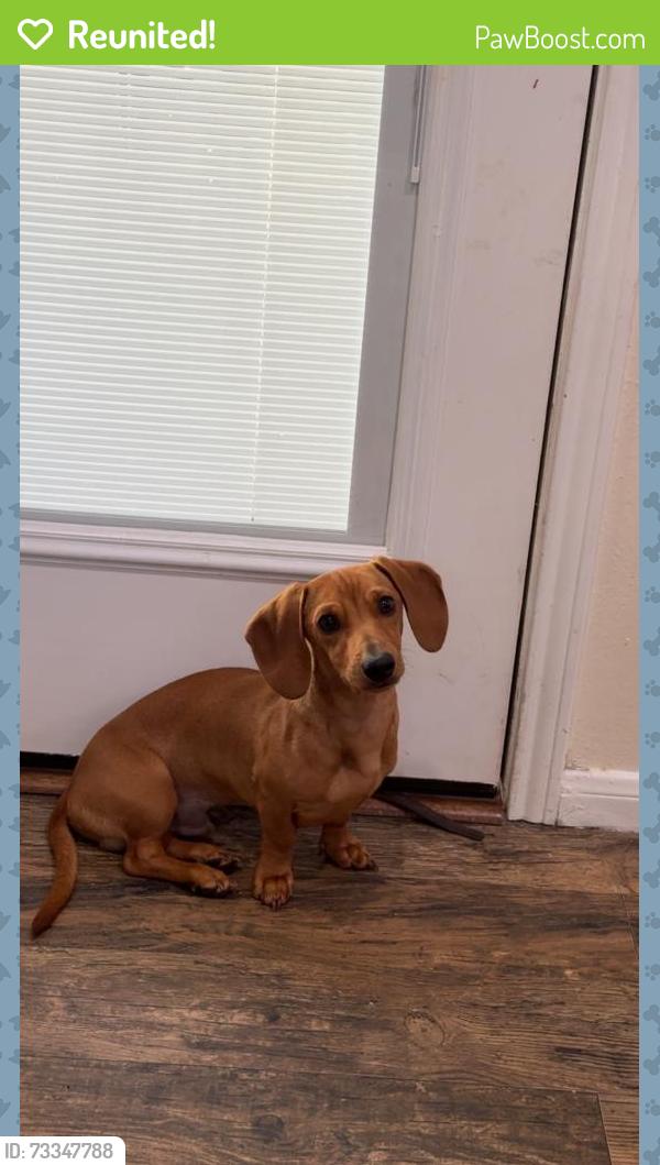 Reunited Male Dog last seen s creekmist, harper’s landing dr, Conroe, TX 77385