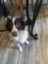 Lost Male Dog last seen Plaza Rd, Charlotte, NC 28215