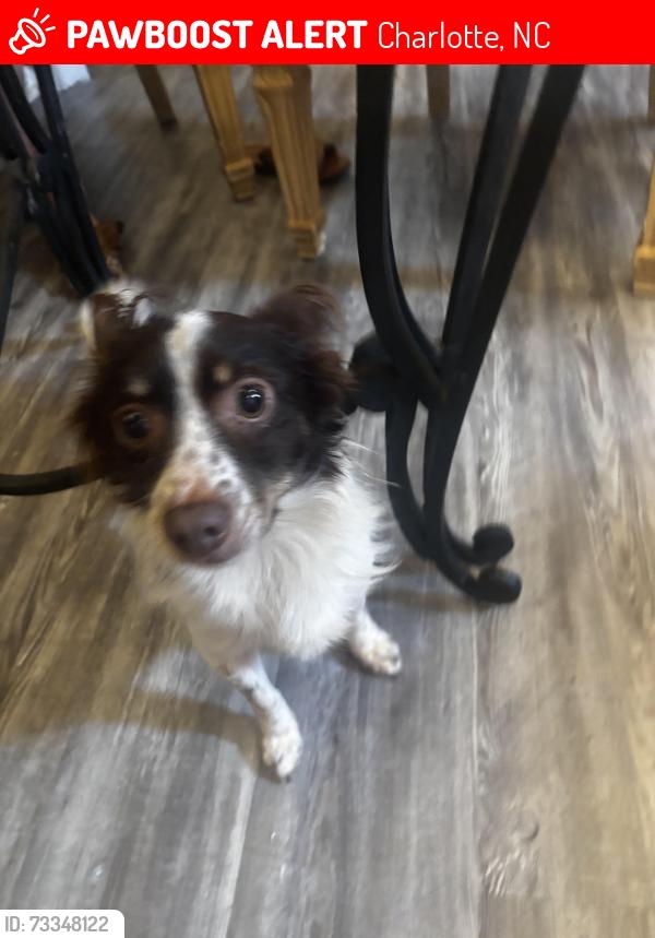 Lost Male Dog last seen Plaza Rd, Charlotte, NC 28215