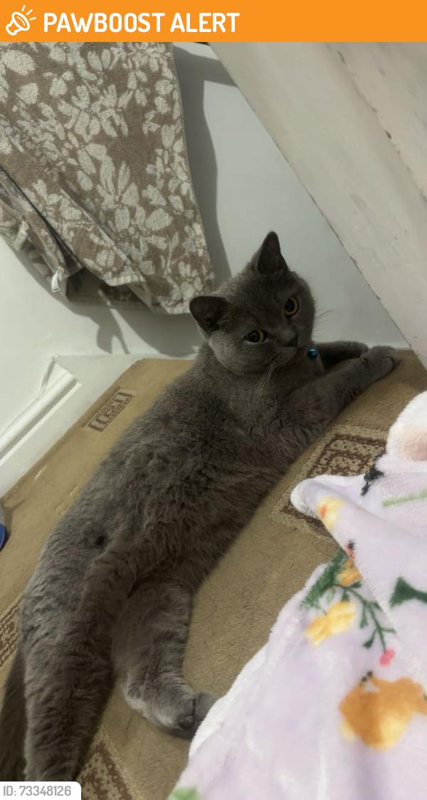 Rehomed Unknown Cat last seen Lilycroft Rd, Bradford, UK, West Yorkshire, England 