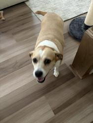 Reunited Female Dog last seen Matthew’s Charter Academy, Matthews, NC 28104