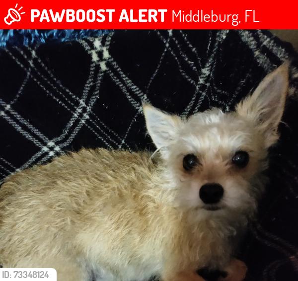 Lost Female Dog last seen CR 215, Middleburg, FL 32068