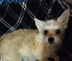 Lost Female Dog last seen CR 215, Middleburg, FL 32068