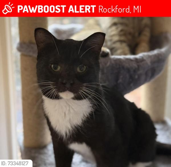 Lost Male Cat last seen Summit Forest, Rockford, MI 49341