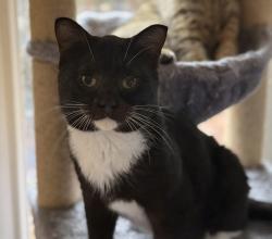 Lost Male Cat last seen Summit Forest, Rockford, MI 49341