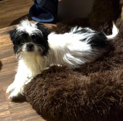 Lost Female Dog last seen Left Fork Rd., Right Fork Rd., Midway Rd, Pickens, SC 29671