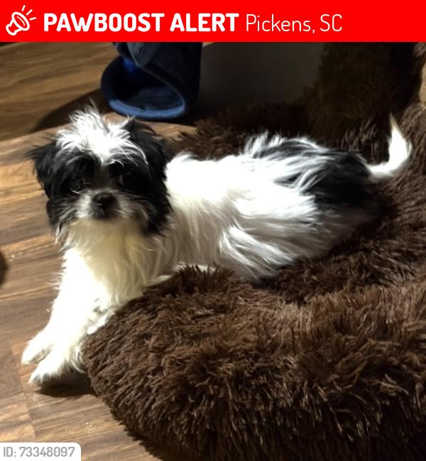 Lost Female Dog last seen Left Fork Rd., Right Fork Rd., Midway Rd, Pickens, SC 29671