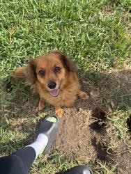 Reunited Female Dog last seen Sageblossom Dr, Houston, TX 77089