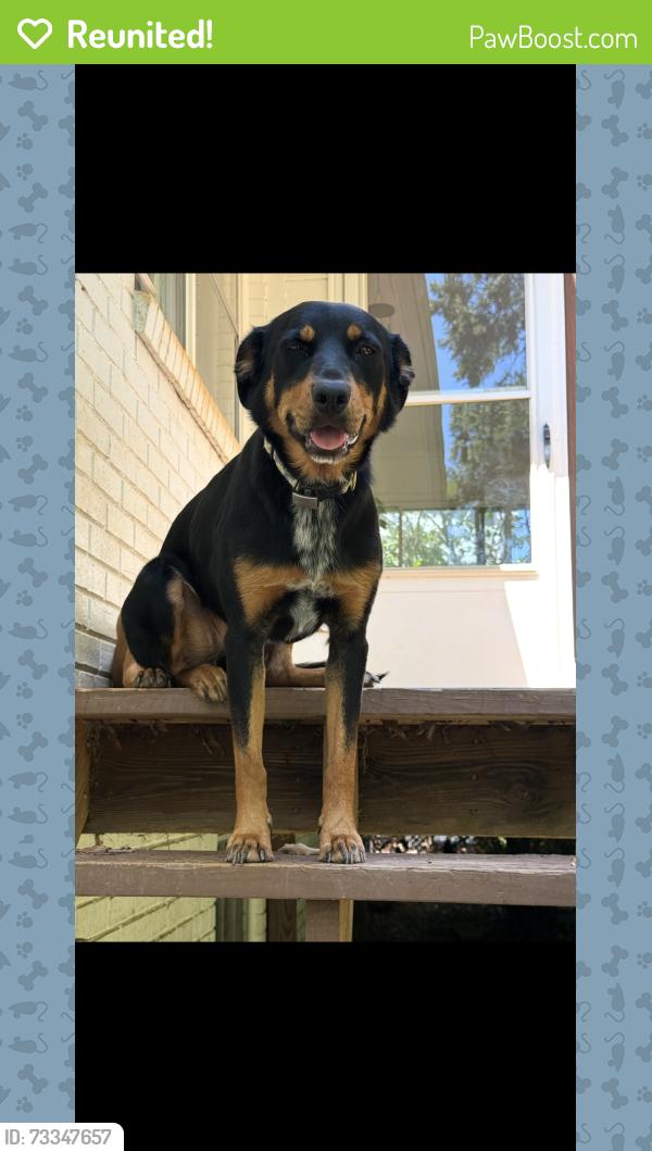 Reunited Female Dog last seen Went winning up Country Club between Mountain View and Arundale, Winston-Salem, NC 27104