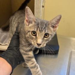 Shelter Stray Male Cat last seen , 361 S Raymond Ave, Pasadena, CA 91105, USA
