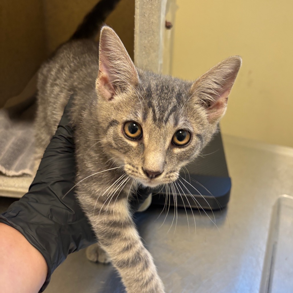Shelter Stray Male Cat last seen , 361 S Raymond Ave, Pasadena, CA 91105, USA