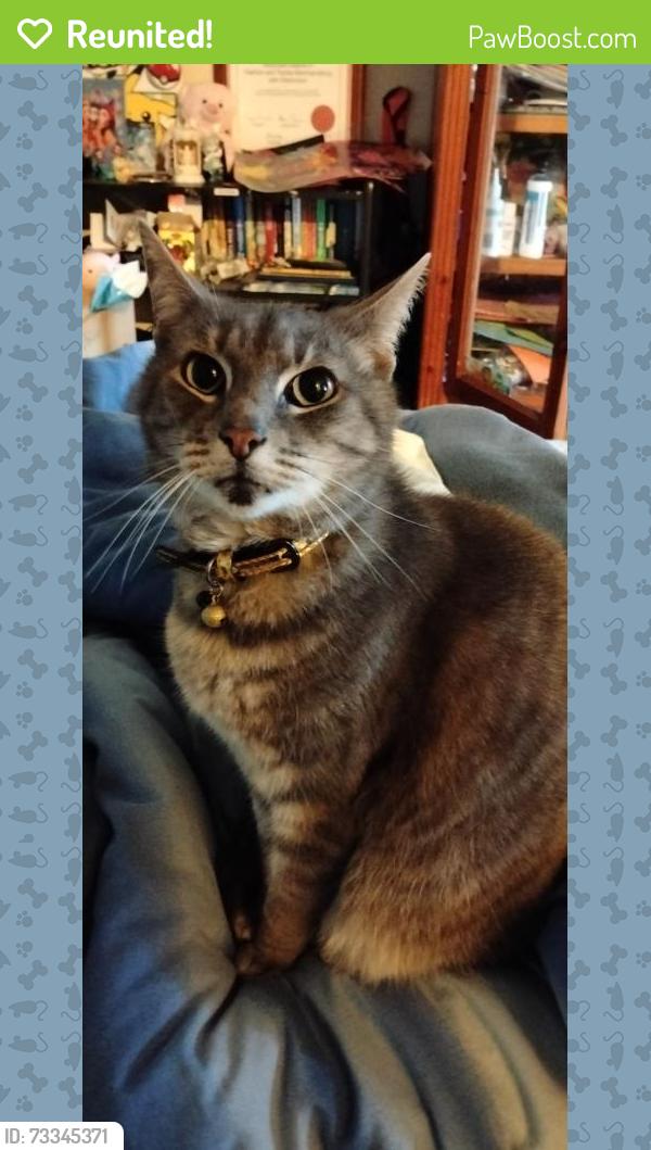 Reunited Male Cat last seen Banyan park, Carrum Downs, VIC 3201