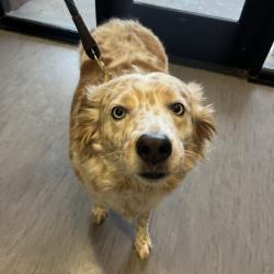 Shelter Stray Male Dog last seen , 4575 E Mesquite Ave, Palm Springs, CA 92264, USA