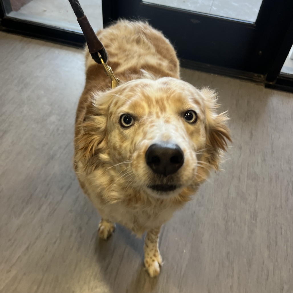 Shelter Stray Male Dog last seen , 4575 E Mesquite Ave, Palm Springs, CA 92264, USA