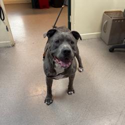 Shelter Stray Male Dog last seen , 361 S Raymond Ave, Pasadena, CA 91105, USA