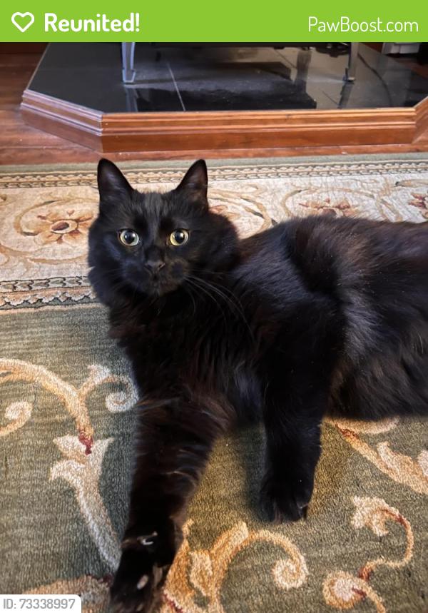 Reunited Female Cat last seen Rte 16A, Skyline Drive Intervale/Bartlett, NH, Bartlett, NH 03845