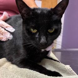 Shelter Stray Female Cat last seen , 1244 N Delsea Dr, Vineland, NJ 08360, USA