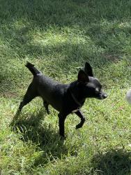 Reunited Male Dog last seen Dessert In/Pecos, Las Vegas, NV 89121