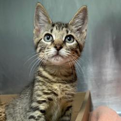 Shelter Stray Male Cat last seen , 1244 N Delsea Dr, Vineland, NJ 08360, USA