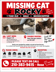 Lost Male Cat last seen Near & 319, La Vernia, TX 78121