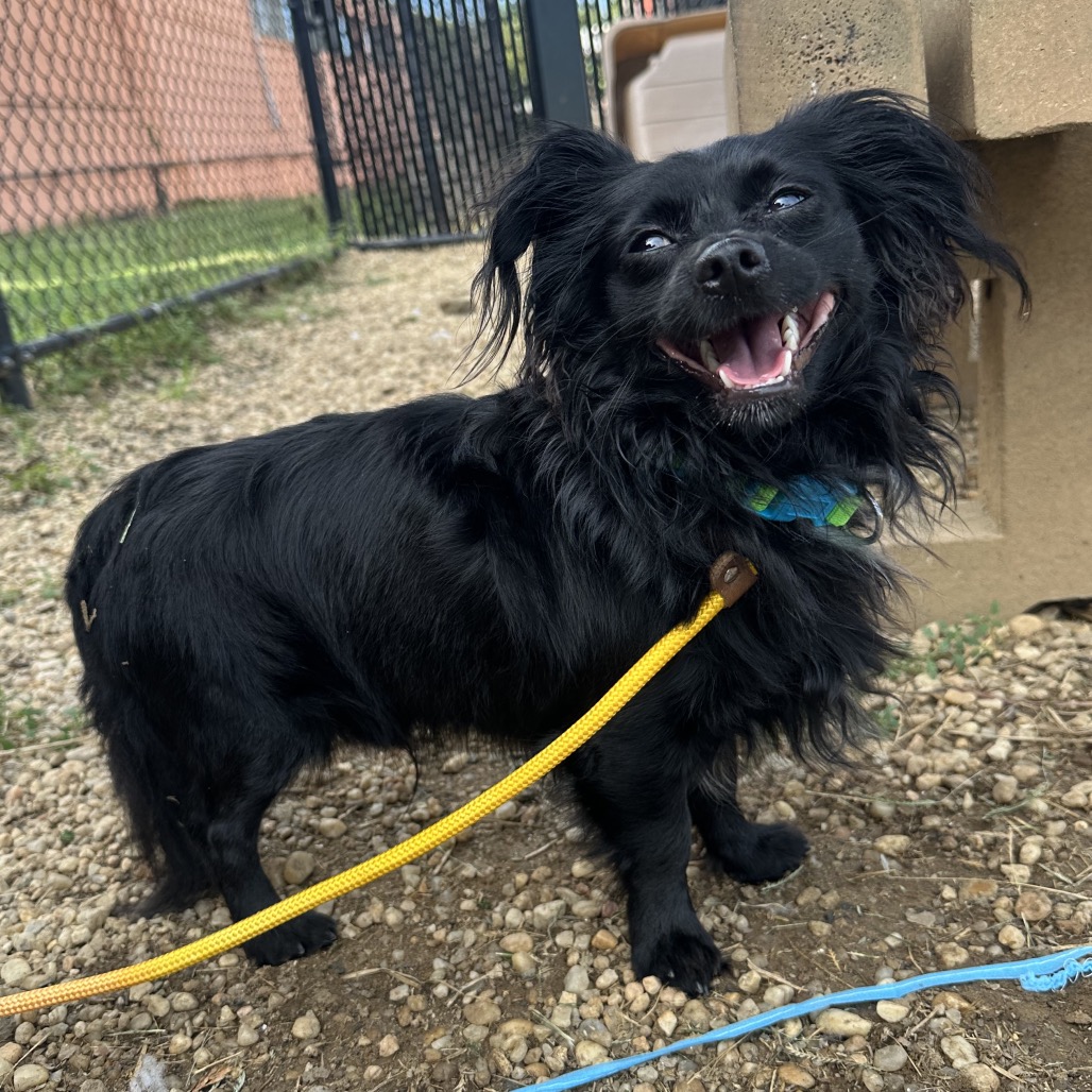 Shelter Stray Male Dog last seen , Animal Care & Control Team of Philly, 111 W Hunting Park Ave, Philadelphia, PA 19140, USA