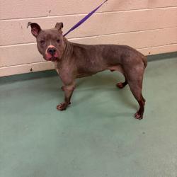Shelter Stray Male Dog last seen , 2350 Appling City Cove, Memphis, TN 38133, USA