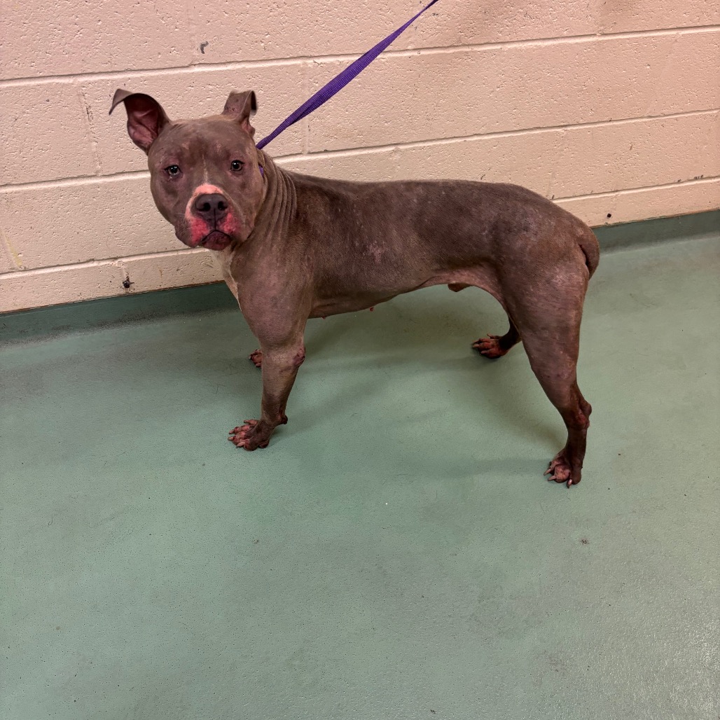 Shelter Stray Male Dog last seen , 2350 Appling City Cove, Memphis, TN 38133, USA