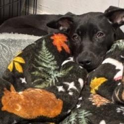 Shelter Stray Female Dog last seen , 2700 Walnut Pl, St. Louis, MO 63103, USA